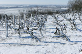 La région des Coteaux du Layon sous la neige en mars 2006 (Anjou)