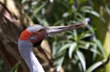 Brolga.jpg