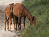Brumby Mare  Foal_0797.jpg