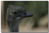 EMU_1053.jpg