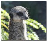 Meerkat_1026.jpg