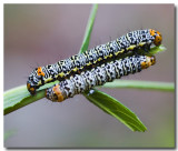 Caterpillars