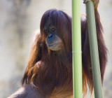 Orang_0955.jpg