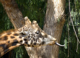 Rothchild Giraffe