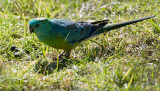 Grass Parrot: Lorikeet (Glossopsitta pusilla)