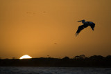 Pelican Sunset_1466.jpg