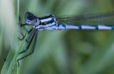 Damselfly Face.jpg