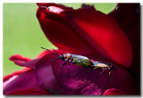 Bugs