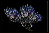Flaming Thistle