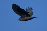 Glossy Black Cockatoo (Calyptorhynchus lathami)