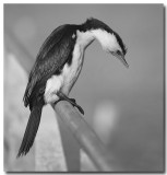Cormorant 