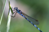 Damsel Fly_1505.jpg