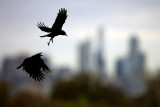 Raven scene