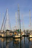 Dog Star at Bluewater Marina