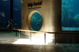 In the Aquarium of Monterey III