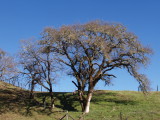 From the Dry Creek Road,Sonoma III