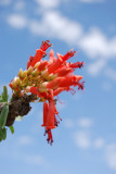 Flowering Ocotillo