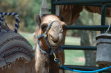 Phoenix Zoo