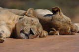 Sleeping Lionesses