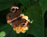 Common Buckeye.jpg