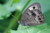 Common Wood-Nymph.jpg