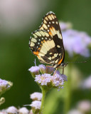 Bordered Patch wings closed.jpg