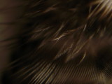 fringe