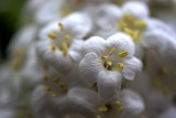 Viburnum Flowers