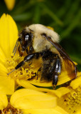 Bee 3892 (V64)