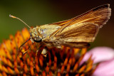 Skipper on coneflower 4228 (V65)