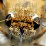 Skipper butterfly face 4328 (V66)