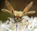 Skipper butterfly 4328 (V66)