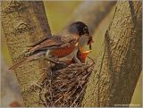 American Robin with youngsters 6