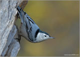 White-breasted Nuthatch 15