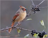 Female Northern Cardinal 12