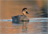 Gadwall 5