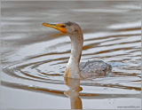 Double-Crested Cormorant 6