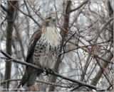 Red-tailed Hawk 13