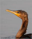 Double-Crested Cormorant 8
