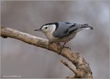 White-breasted Nuthatch 17