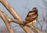 Red-tailed Hawk 18