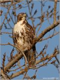 Red-tailed Hawk 19