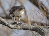 Red-tailed Hawk 20