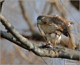 Red-tailed Hawk 21