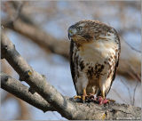 Red-tailed Hawk 22