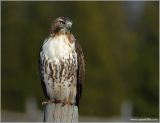 Red-tailed Hawk 23