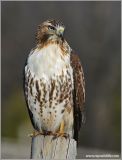 Red-tailed Hawk 25