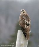 Red-tailed Hawk 27