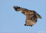 Red-tailed Hawk 30