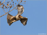 Red-tailed Hawk 31